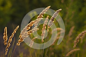 Calamagrostis epigejos (L.) Roth, Plants wood small-reed or shrubby Wild grass meadow ornamental Karl Foerster