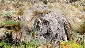 Calamagrostis intermedia - plant of Paramo