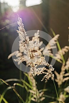 Calamagrostis in the rays of the evening sun.