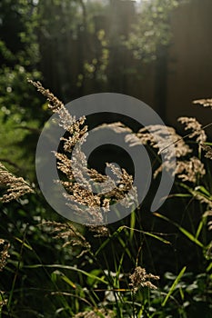 Calamagrostis in the rays of the evening sun.