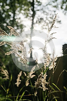 Calamagrostis in the rays of the evening sun.