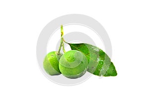 Calamansi