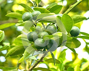 Calamansi. lemons