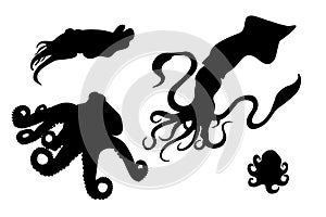 Calamari, octopus, squid isolate photo