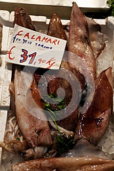 Calamari - Squid, Mercato Orientale, Genoa, Italy