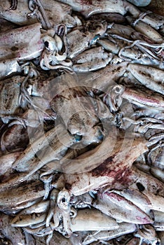 Calamary on the fish market