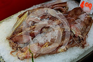 calamary on ice on store shelves Fresh squid on the seafood market