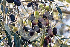 Calamata olive tree branch with ripe and unripe olives