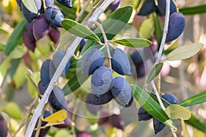 Calamata olive tree with ripe dark blue olives hanging on olive tree branch