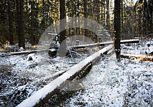 Calamitous winter snowy forest