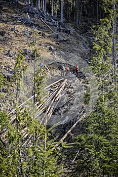 Calamity logging in Demanovska valley, Low Tatras, Slovakia