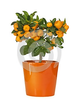 Calamondin