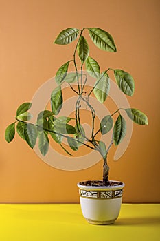 Calamondin bush fruitless on a brown background