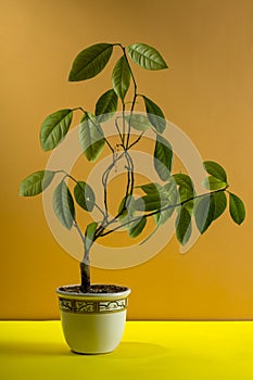 Calamondin bush fruitless on a brown background