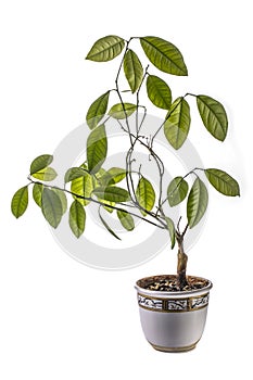 Calamondin bush fruitless on a white background