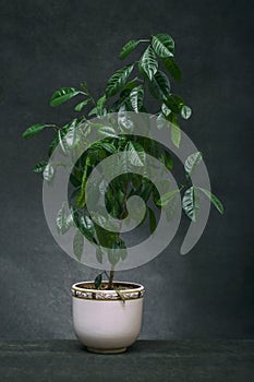 Calamondin bush fruitless in a white pot on a dark background