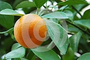 Calamondin Citrus Orange