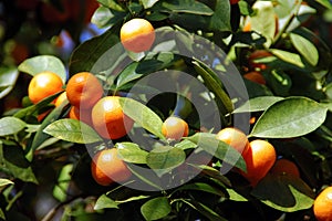 Calamondin Citrus Oranges photo