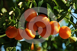 Calamondin Citrus Oranges