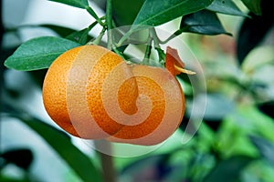 Calamondin Citrus Oranges photo