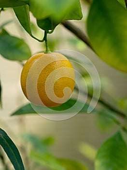 Calamondin Citrus Oranges, native to China, X Citrofortunella m