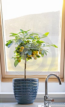 Calamondin citrus tree on window sill