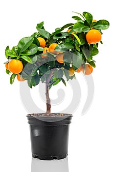 Calamondin in flowerpot