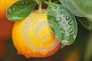 Calamondin fruit