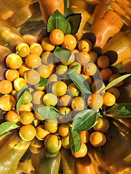 Calamondin oranges
