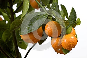 Calamondin tree with fruit and leaves