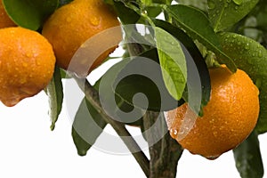 Calamondin tree with fruit and leaves