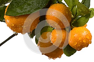 Calamondin tree with fruit and leaves