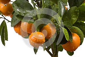 Calamondin tree with fruit and leaves