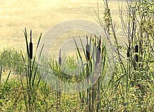 Reeds on the lake shore