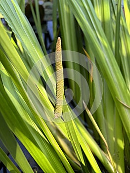 Calamus, Acorus calamus