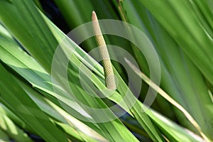 Calamus, Acorus calamus