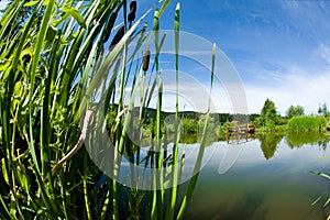 Calamus and the beautifull water in the background