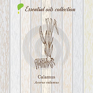 Calamus, essential oil label, aromatic plant.