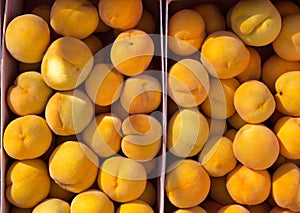 Calanda peaches rainfed from Teruel Spain