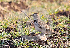Calandra lark