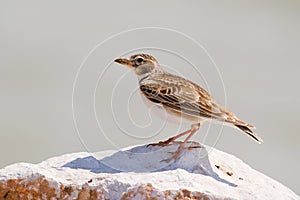 Calandra Lark