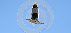 Calandra lark in flight photo