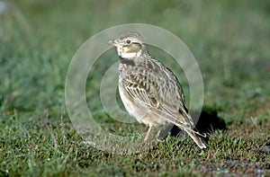 Calandra lark, Melanocorypha calandra
