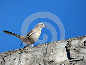 Calandria bird over concrete