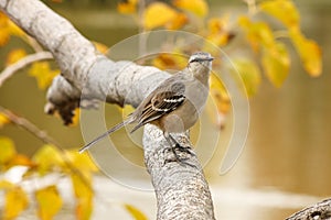 Calandria o Mimus saturninus - Chalk-browed Mockingbird - perched in a branch during autumn photo