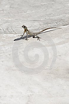 Calango on the ground