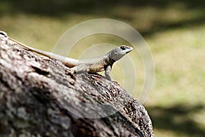 Calango - Lizard on tree