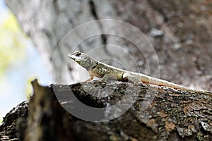 Calango - Lizard on trunk