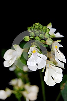 Calanthe alismifolia