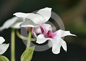 Calanthe 'Baron Schroder' Orchid